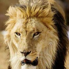 عبقرينو سات