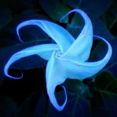 Blue moonflower