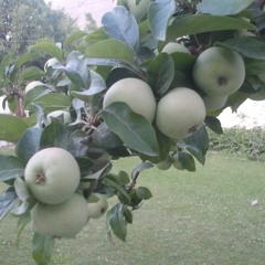 Ashar