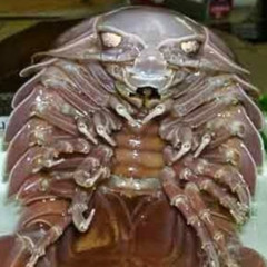 Le plus beau des isopodes