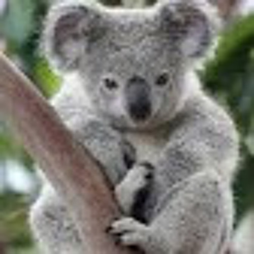 Koala man76’s avatar
