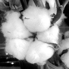 cotton playlist