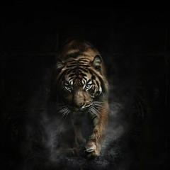 Trigga Tiger