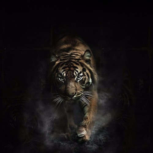 Trigga Tiger’s avatar