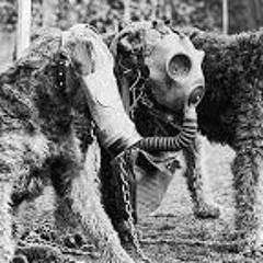 gas dogs stay smoked
