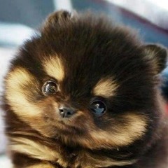 Felipe Colares Ramalho