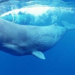 Milky Way & His Astronomers