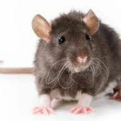 rat man