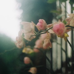Hồng Ngọc