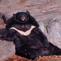 Yung Bear