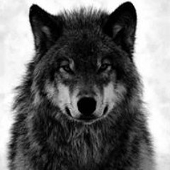 Foamposite King Chopp