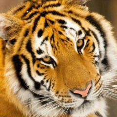 Madinina tiger
