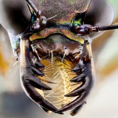 Gnashing Mandibles Records