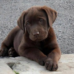 puppy dawg