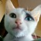 Jaissy