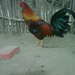 nerito
