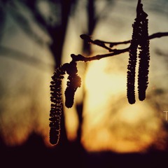 Leonard Chisom Nlewedim