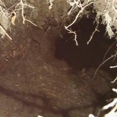 Coypus snippets _2017