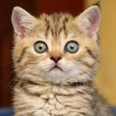 ТВЖ-В тяжёлых гадах