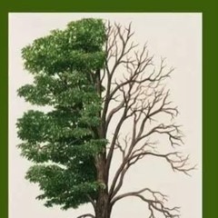 أبو عمران الدرعي