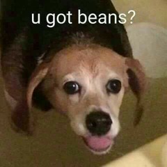 Bean