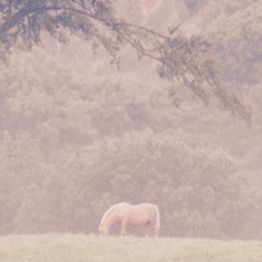 Lonesome Ponies