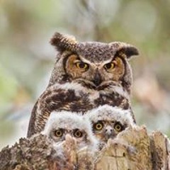 Monica Candia Niñez