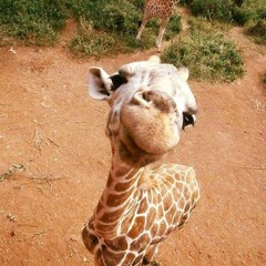 FEEdTheGiRaffe