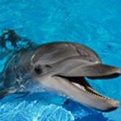 Ely-L DOLPHIN Reposts