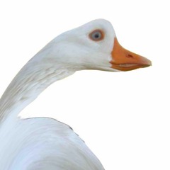 Gacked Goose [MELBOURNE BOUNCE]