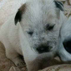 allie_the_puppy_girl