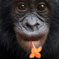 ExplosiveMonkey