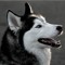 Husky Fans Club