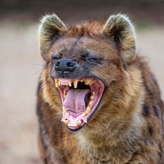Hyenax