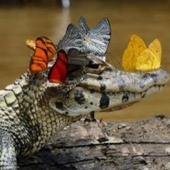 Hanna Rún Öfjörð