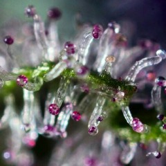 psyfaery