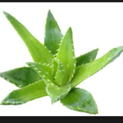 Aloe Kmen