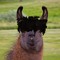 Ben Llama