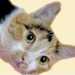 Bò_ chan