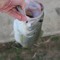 Fishing w the Juice
