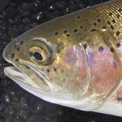 Salmon
