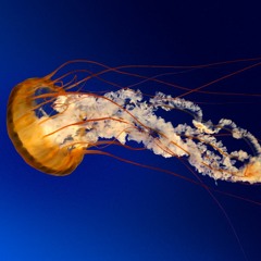 Cala
