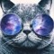 the Alley CAT