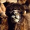 Crazy Camel