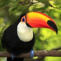 Birdy Beats