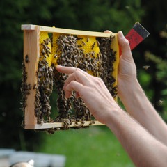 Landesverband für Bienenzucht in Kärnten