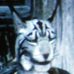 J'zargo Khajiit