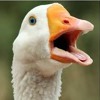 Great Honker