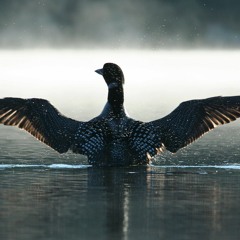 The Loon