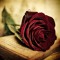 Ahmed Bostan